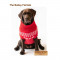 CC-Bailey-Red-03